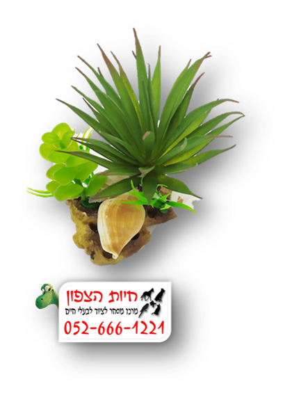 דקורציה לאקווריום 
